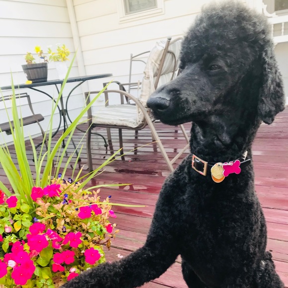 Meet your Posher, Ronda - Picture 2 of 8